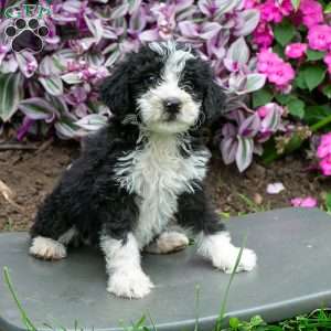 Darcy, Bernedoodle Puppy
